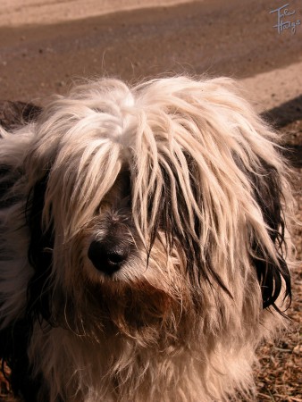 Dredatý Bobtail